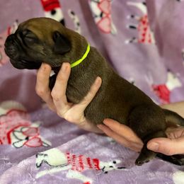 Lime Collar - Fawn male Cane Corso puppy in Paris, Texas from Knucklehead Cane Corso