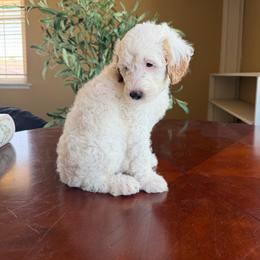 Kathani - Parti female Goldendoodle puppy in Barstow, California from Golden Desert Doodles
