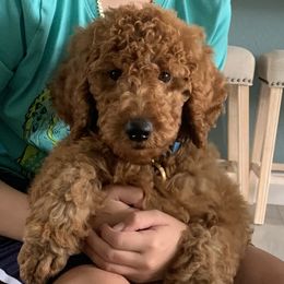 Poodles and Yorkshire Terriers from Katherine’s Yorkies and Poodles