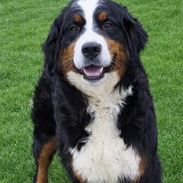 Lakea - Bernedoodle