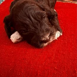 J.B. - Brown and white male Cockapoo puppy in Lillington, North Carolina from Peace, Love, and Puppies at the Creek