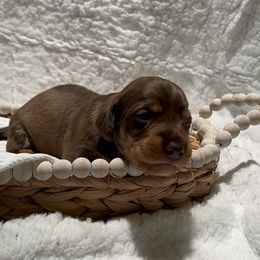 Dachshund Puppies from Victoria’s Dachshunds