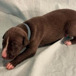 Light Blue Collar Boy - Blue male Greyhound puppy in St. Louis, Missouri from Velocitas Greyhounds
