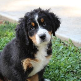 Dixie - Bernese Mountain Dog puppy from Arlin Horst's Bernese Mountain Dogs