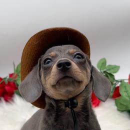 Baby Bear - Blue male Companion Cross puppy in Chino Valley, Arizona from Dachshund Family Love Breeders