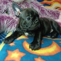 Pepper - Brindle and white female French Bulldog puppy in Elberta, Alabama from Old Orchard Farm