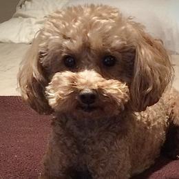 Kai - Poodle