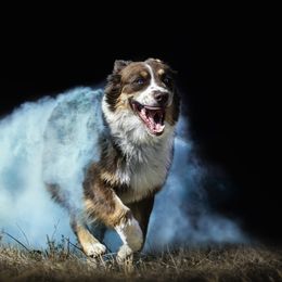 Cardi - Australian Shepherd