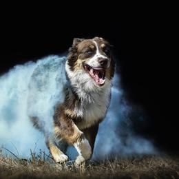 Cardi - Australian Shepherd