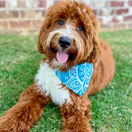 Major - Goldendoodle