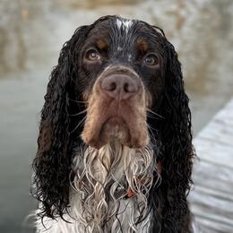 English Springer Spaniels from Lakeview springers