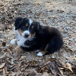 Micah - Black tri male Toy Australian Shepherd puppy in Lumberton, Mississippi from Talowah Aussies