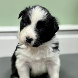 Teacup - Black tri-color female Australian Shepherd puppy in Putnam County, New York from Highland Haven Australian Shepherds