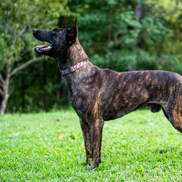 Dutch Shepherd puppies from Stay Wild K9