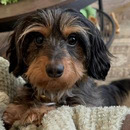 Dachshunds from Honey B’s Doxies