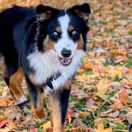 Whiskey - Australian Shepherd