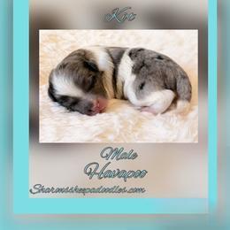 Kit - Silver male Havapoo puppy in Roseburg, Oregon from Sharon’s Sheepadoodle’s