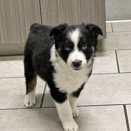 Winter (2 blue eyes) - Black tri-color female Australian Shepherd puppy in Piedmont, Oklahoma from HeartDriven Aussies