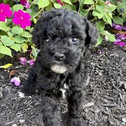 Boy 2 - Black and white male Bernedoodle puppy in Russiaville, Indiana from Pleasant Creek Minibernedoodles