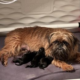 Brussels Griffon puppies from Lavish Griffons