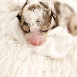 Bernedoodle Puppies from Daisy's Doodles