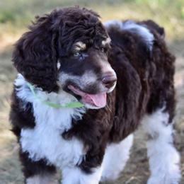 Cowboy - Poodle