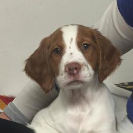 Brittany puppies from Oiselle Bird Dogs