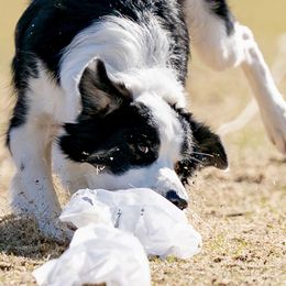 Story - Border Collie
