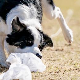 Story - Border Collie