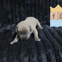 Black collar - Gray brindle male Cane Corso puppy in Fritch, Texas from Carrie Brown's Cane Corsos