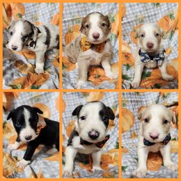 Border Collie Puppies from Lake Ridge Border Collies