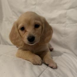 Yellow or - Cream female Dachshund puppy in Bakersfield, California from Dachshund Love