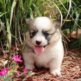Timmy - Red male Pembroke Welsh Corgi puppy in St. Charles, Iowa from Kim Boyle's Pembroke Welsh Corgis