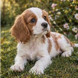 Fitz - Blenheim male Cavalier King Charles Spaniel puppy in Mount Dora, Fl, Florida from Breezy Palms Cavaliers
