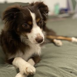 Miniature Australian Shepherds from Hannah’s Aussies