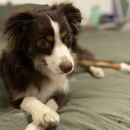 Miniature Australian Shepherds from Hannah’s Aussies