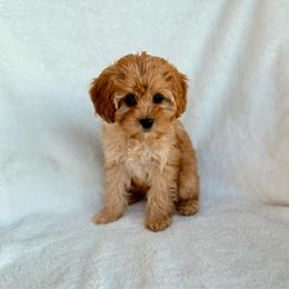 Summer - Apricot female Cavapoo puppy in Preston, Idaho from Shaffer Top Notch Puppies