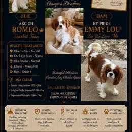 Koda Bear - Akc - Blenheim male Cavalier King Charles Spaniel puppy in Shepherdsville, Kentucky from Cavalierkentuckypride
