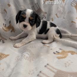 Poptart - Tri-color female Cavalier King Charles Spaniel puppy in Ashwood, Oregon from Kelly Hendrix's Cavalier King Charles Spaniels & Toy Australian Shepherds