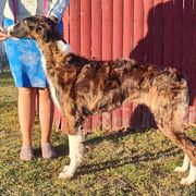 Borzoi and Samoyed Puppies from Kalabria