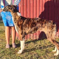 Borzoi and Samoyed Puppies from Kalabria
