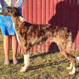 Borzoi and Samoyed Puppies from Kalabria