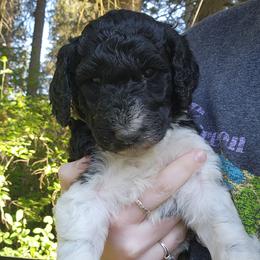 Oreo - Parti female Poodle puppy in Clayton, Washington from Short Legs & Curly Wags LLC