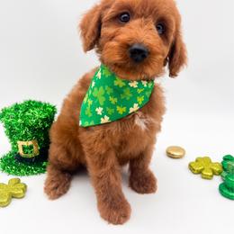 Fernando - Red  male Goldendoodle puppy in Sunman, Indiana from Brunsman Country Doodles LLC