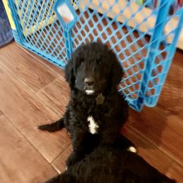 Goldendoodle Puppies from Crystal Coast Cuddles