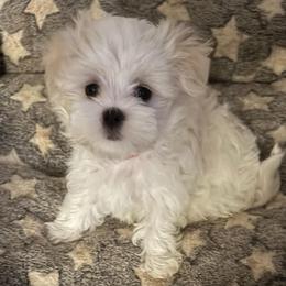 Washington - White and tan male Maltese puppy in Grottoes, Virginia from Wendy’s Maltese & Cavamalts of Virginia
