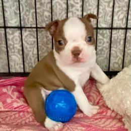 Lila (Mary Ludwig) - Lilac female Boston Terrier puppy in Murrells Inlet, South Carolina from Inlet Boston Terriers