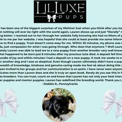 Morkie and Shorkie Puppies from Lil Luxe Pups