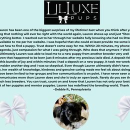 Morkie and Shorkie Puppies from Lil Luxe Pups