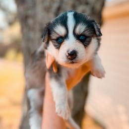 Nova - Black and white female Pomsky puppy in Cleveland, Ohio from Lake Point Pomskies